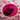 Fuchsia Hat Luxe Flat Lay